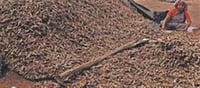 Tamil Nadu Sees Surge in Tamarind Production After 4 Years